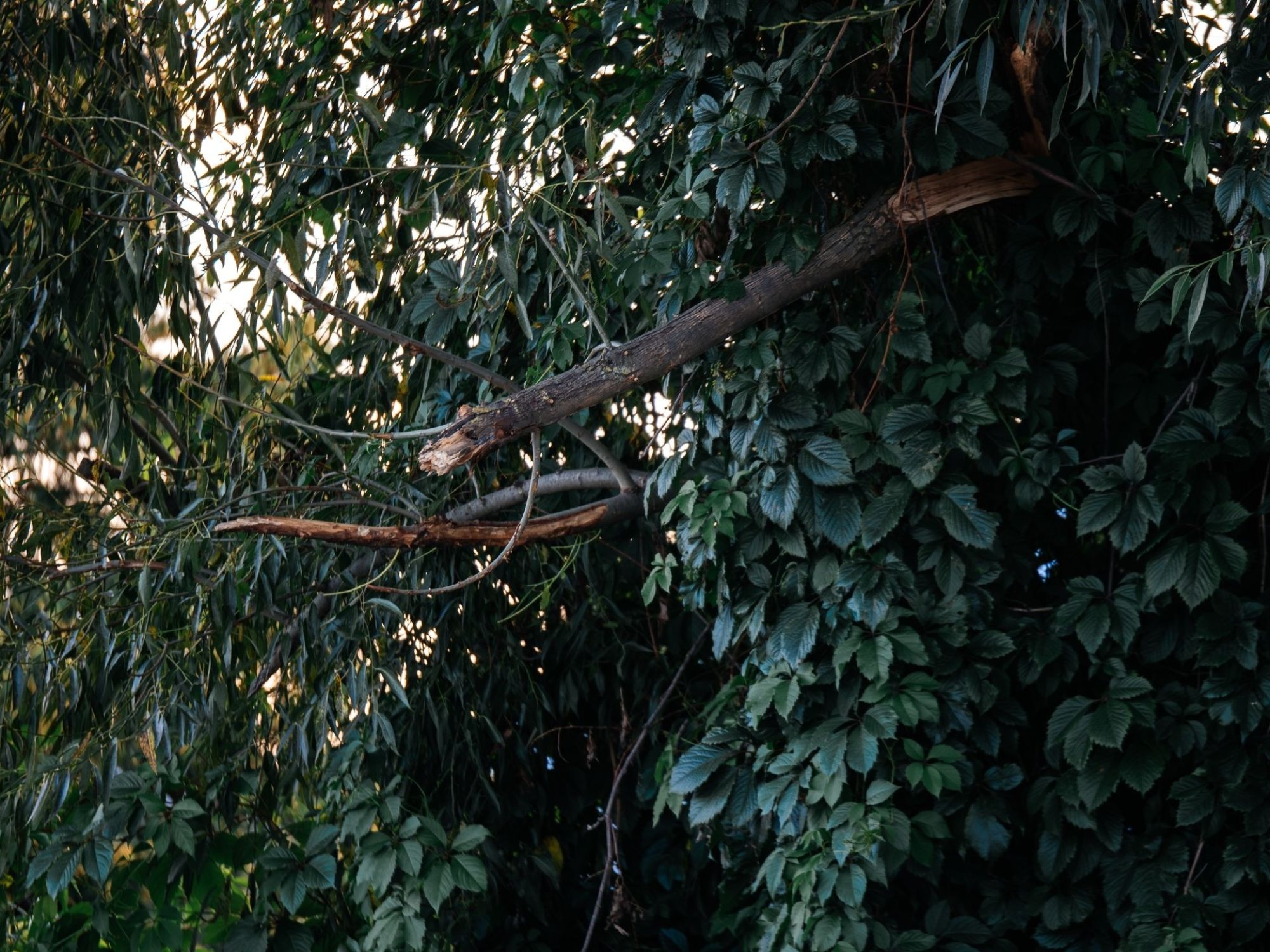 image_009b7beb83000da1d6645f6d0203ec6a.jpeg